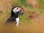 WILDLIFE portfolio
