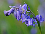 FLOWERS portfolio