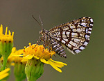 Macro portfolio